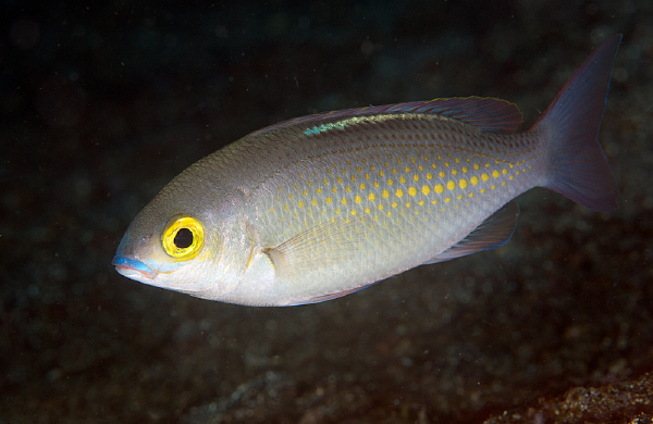  Scolopsis ciliata (Saw-jawed Monocle Bream)